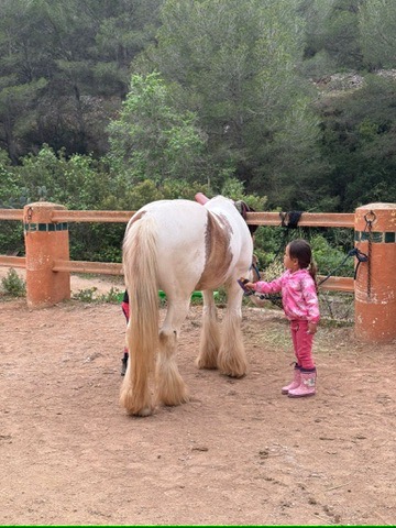 Child grooming a horse during a lesson at Paradise Stables